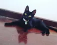 joaninha