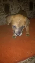 Estrela e Pretinha
