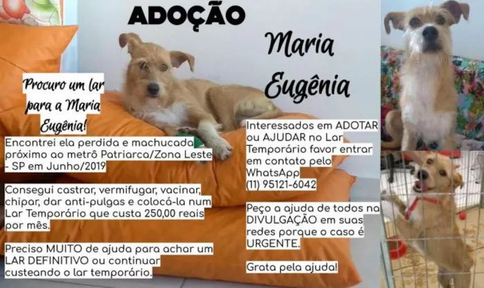 Cachorro ra a Canina idade 2 anos nome Maria Eugênia