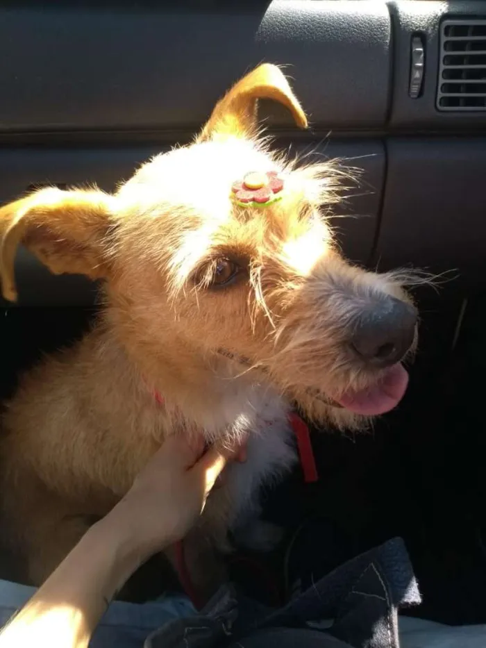 Cachorro ra a Canina idade 2 anos nome Maria Eugênia