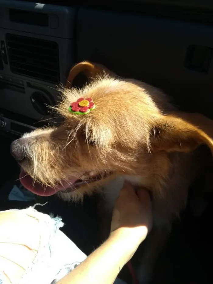 Cachorro ra a Canina idade 2 anos nome Maria Eugênia
