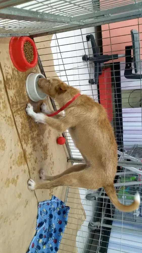 Cachorro ra a Canina idade 2 anos nome Maria Eugênia