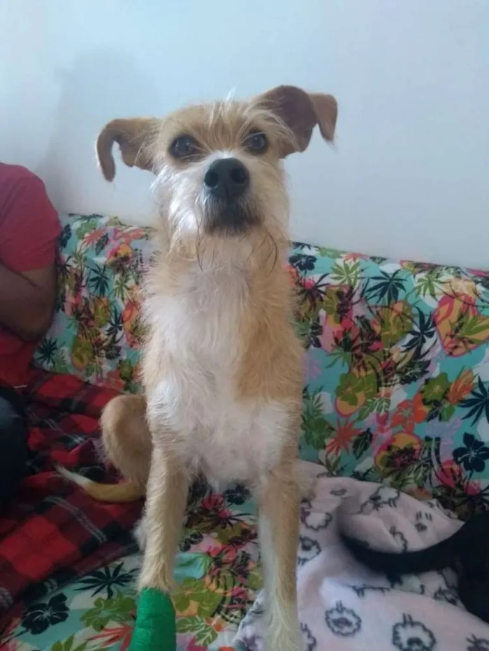 Cachorro ra a Canina idade 2 anos nome Maria Eugênia