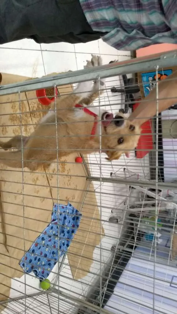 Cachorro ra a Canina idade 2 anos nome Maria Eugênia