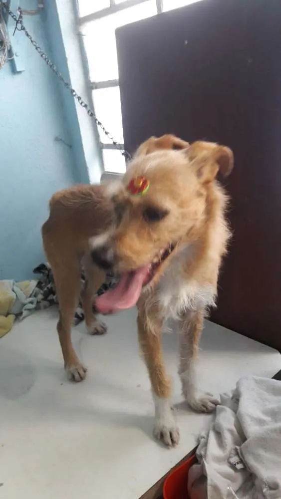 Cachorro ra a Canina idade 2 anos nome Maria Eugênia