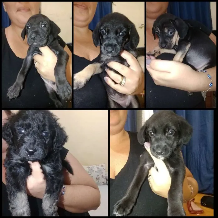 Cachorro ra a Vira lata idade 2 a 6 meses nome Sem nome