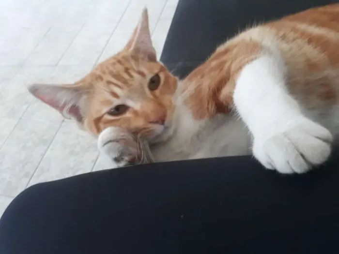 Cachorro ra a Sem idade 1 ano nome Ninho