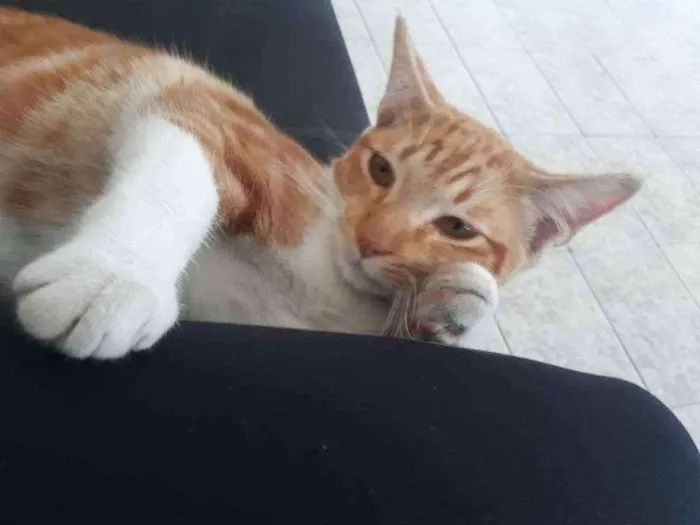 Cachorro ra a Sem idade 1 ano nome Ninho