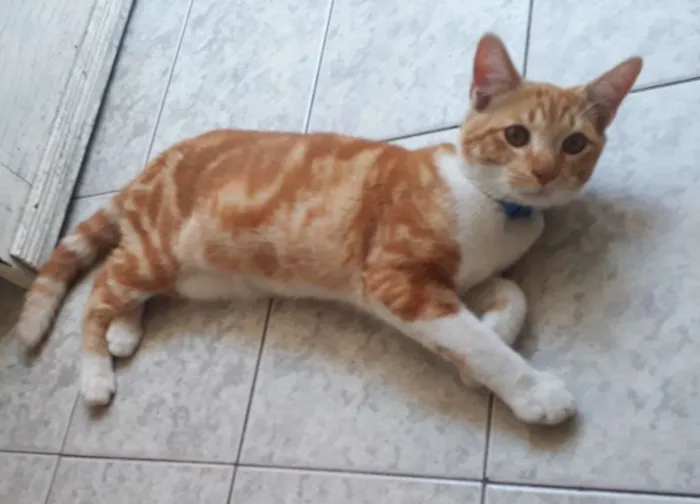 Cachorro ra a Sem idade 1 ano nome Ninho