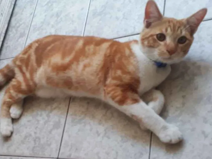 Cachorro ra a Sem idade 1 ano nome Ninho