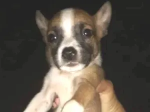 Cachorro raça Vira lata idade Abaixo de 2 meses nome Cachorro