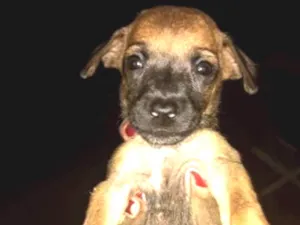 Cachorro raça Vira lata idade Abaixo de 2 meses nome Cachorro