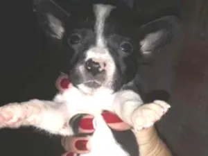 Cachorro raça  idade Abaixo de 2 meses nome Cachorro