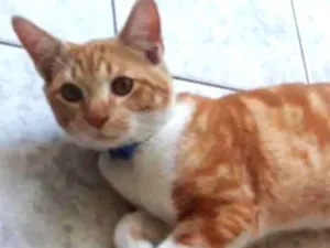 Cachorro raça Sem idade 1 ano nome Ninho