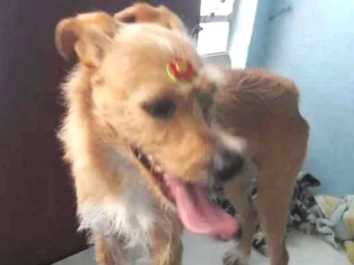 Cachorro ra a Canina idade 2 anos nome Maria Eugênia