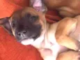 Estrela e Pretinha