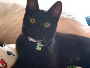 Gato raça SRD idade 2 a 6 meses nome joaninha