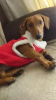 Indi