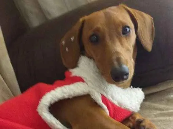 Cachorro ra a Basset/daushhound idade 7 a 11 meses nome Indi