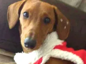 Cachorro raça Basset/daushhound idade 7 a 11 meses nome Indi
