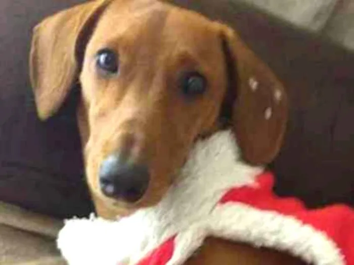 Cachorro ra a Basset/daushhound idade 7 a 11 meses nome Indi