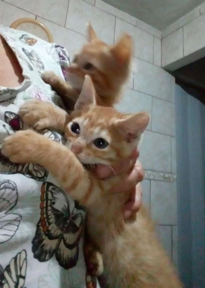 Gato ra a Srd idade 2 a 6 meses nome Laranjinhas