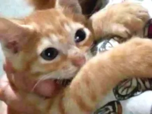Gato raça Srd idade 2 a 6 meses nome Laranjinhas