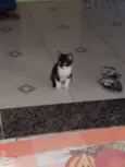 Coruja e pretinho