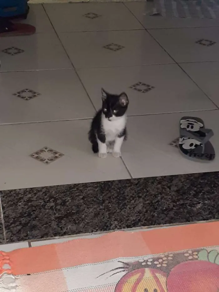 Gato ra a Indefinida idade Abaixo de 2 meses nome Coruja e pretinho