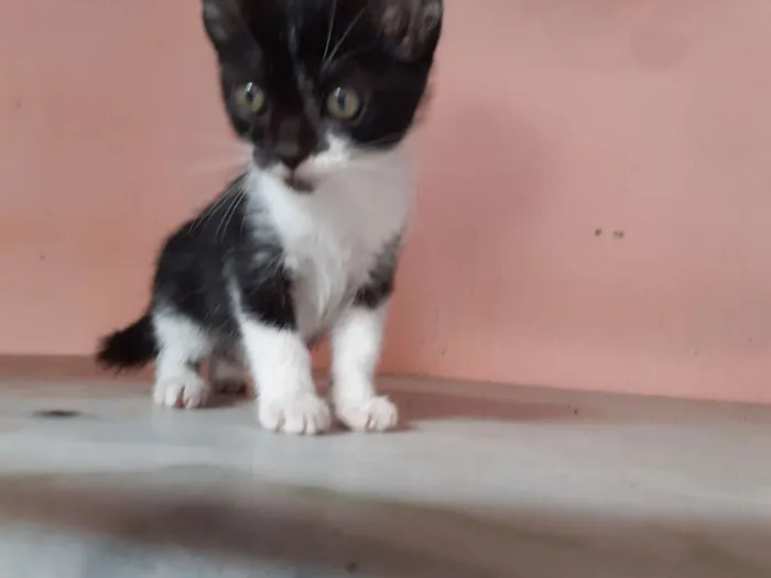 Gato ra a Indefinida idade Abaixo de 2 meses nome Coruja e pretinho
