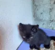 Coruja e pretinho