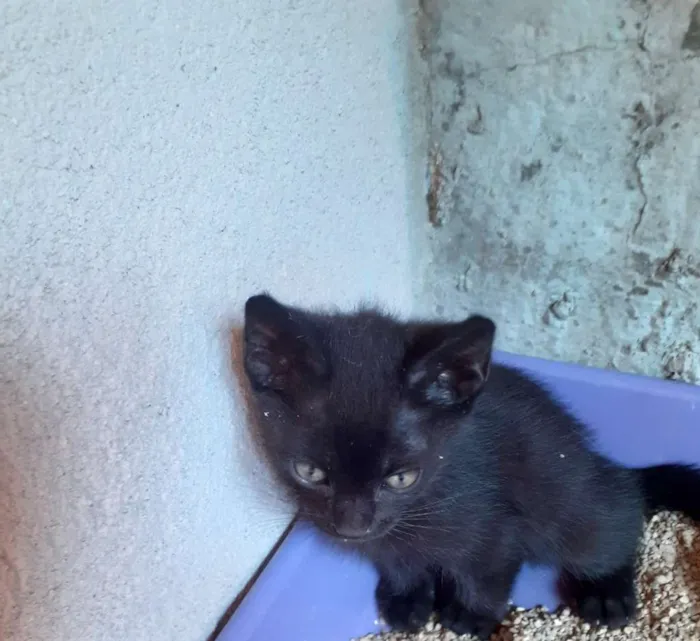Gato ra a Indefinida idade Abaixo de 2 meses nome Coruja e pretinho