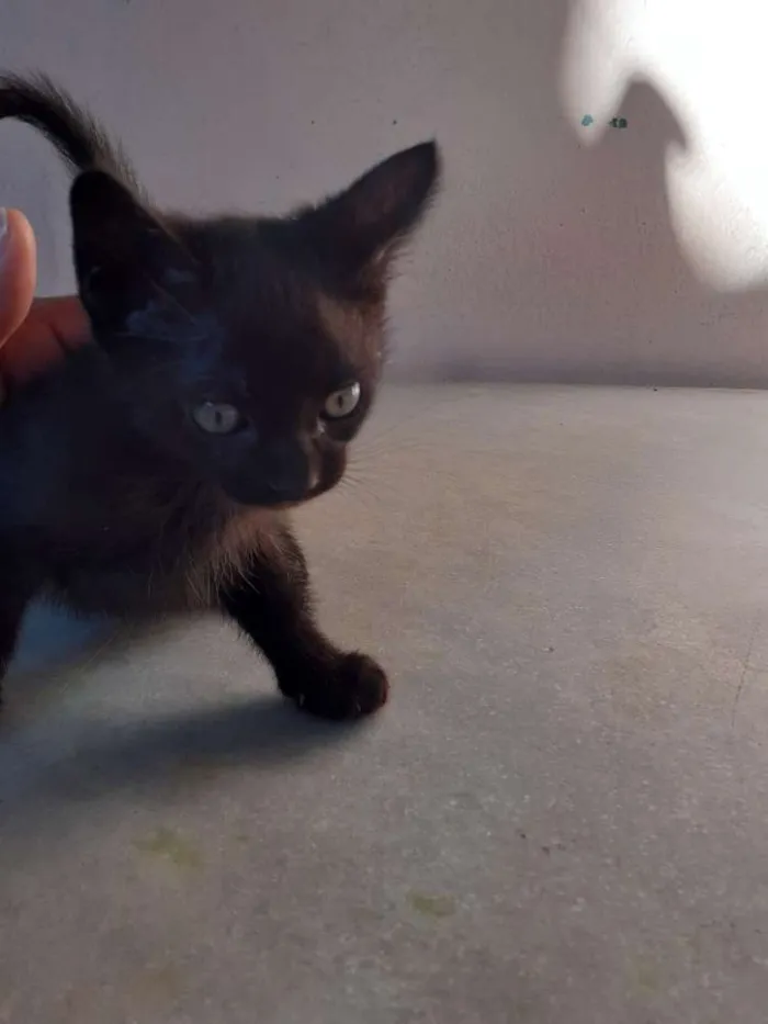 Gato ra a Indefinida idade Abaixo de 2 meses nome Coruja e pretinho