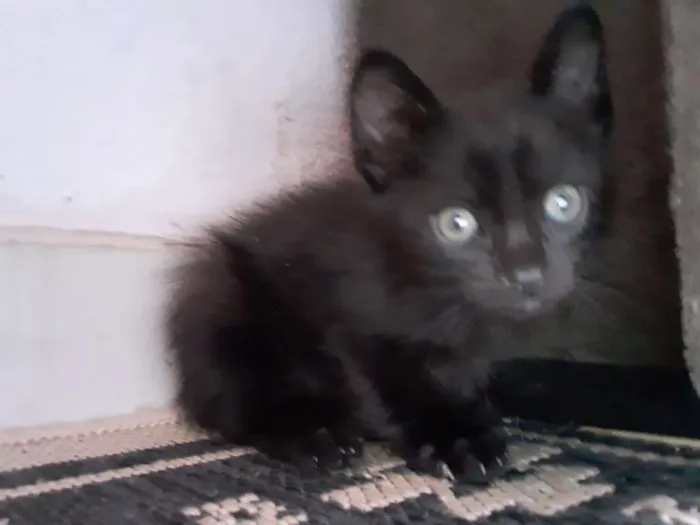 Gato ra a Indefinida idade Abaixo de 2 meses nome Coruja e pretinho