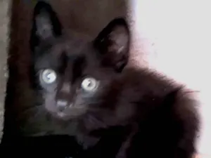 Gato raça Indefinida idade Abaixo de 2 meses nome Coruja e pretinho