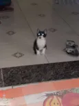 Coruja e pretinho