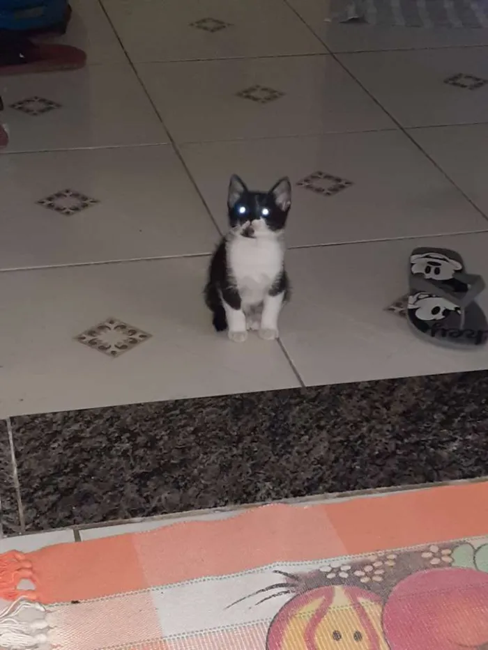 Gato ra a Indefinida idade Abaixo de 2 meses nome Coruja e pretinho