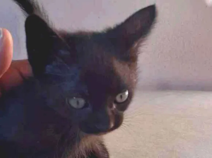 Gato ra a Indefinida idade Abaixo de 2 meses nome Coruja e pretinho