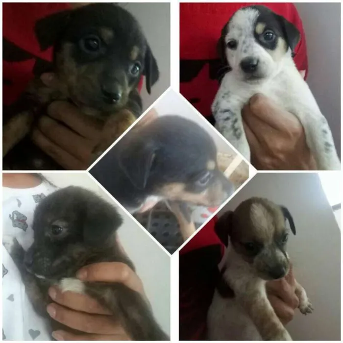 Cachorro raça Mistura idade Abaixo de 2 meses nome Sem nome