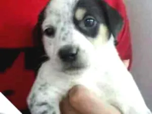 Cachorro raça Mistura idade Abaixo de 2 meses nome Sem nome