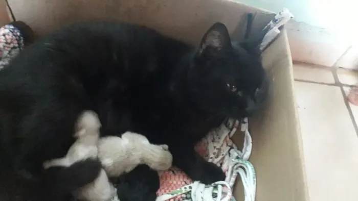 Gato ra a Vira-lata  idade Abaixo de 2 meses nome Não tem nome