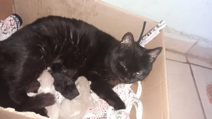 Gato ra a Vira-lata  idade Abaixo de 2 meses nome Não tem nome