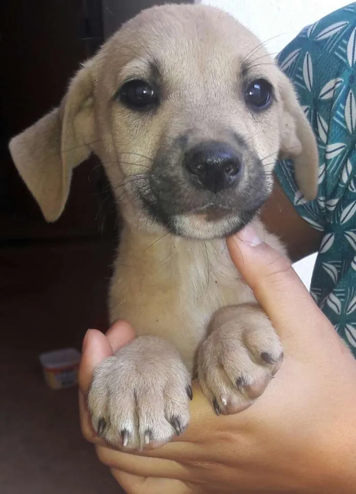 Cachorro ra a Não identificadas  idade Abaixo de 2 meses nome S/N