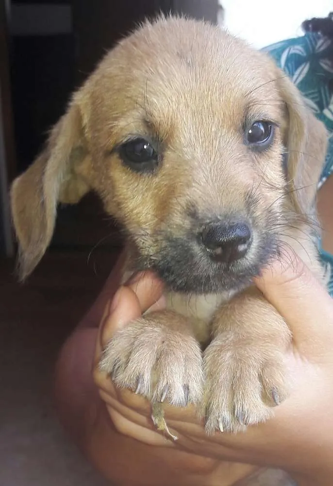 Cachorro ra a Não identificadas  idade Abaixo de 2 meses nome S/N