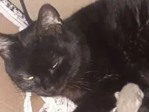 Gato raça Vira-lata  idade Abaixo de 2 meses nome Não tem nome