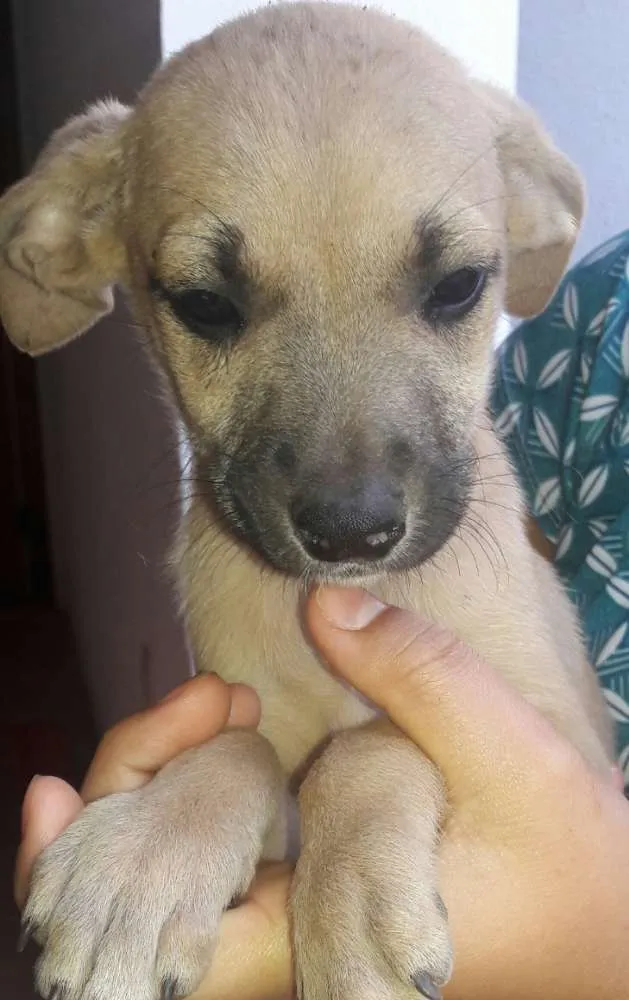 Cachorro ra a Não identificadas  idade Abaixo de 2 meses nome S/N