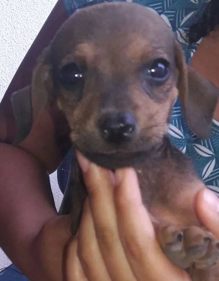 Cachorro ra a Não identificadas  idade Abaixo de 2 meses nome S/N