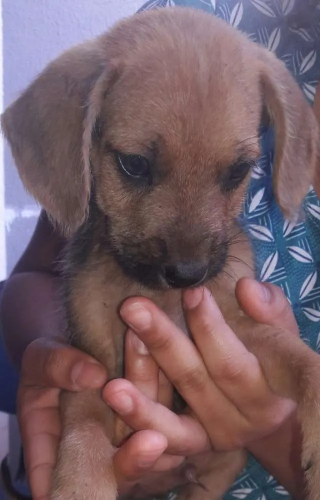 Cachorro ra a Não identificadas  idade Abaixo de 2 meses nome S/N