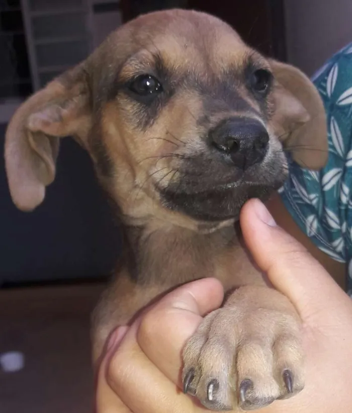 Cachorro ra a Não identificadas  idade Abaixo de 2 meses nome S/N