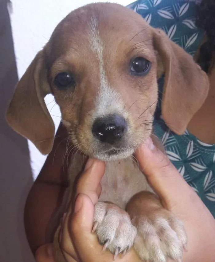 Cachorro ra a Não identificadas  idade Abaixo de 2 meses nome S/N